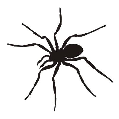 Spinnen - Spinne