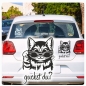 Preview: Autoaufkleber lustige Katze Kitty mit Brille guckst du? Auto Aufkleber Sticker A4213