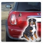 Preview: Autoaufkleber Berner Sennenhund Auto Aufkleber Pfoten Sticker Digitaldruck DA007