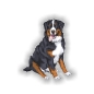 Preview: Autoaufkleber Berner Sennenhund Auto Aufkleber Pfoten Sticker Digitaldruck DA007