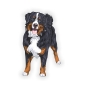 Preview: Autoaufkleber Berner Sennenhund Auto Aufkleber Pfoten Sticker Digitaldruck DA523