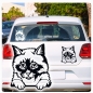 Preview: Birma Katze Kitty Auto Aufkleber Autoaufkleber Sticker Aufkleber A1139