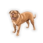 Preview: Auto Aufkleber Bordeaux Dogge Autoaufkleber Hunde Mastiff Digitaldruck DA521