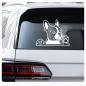 Preview: Boston Terrier Auto Aufkleber Hundeaufkleber Sticker Pfote A635