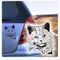 Preview: Katzen  Aufkleber Britisch Kurzhaar Autoaufkleber Auto Aufkleber Sticker Rassekatzen Katze A444