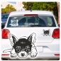 Preview: Auto Aufkleber Chihuahua Autoaufkleber Hund A1310
