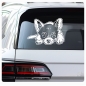 Preview: Auto Aufkleber Chihuahua Autoaufkleber Hund A1310
