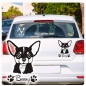 Preview: Auto Aufkleber Chihuahua Name Autoaufkleber Hund Pfoten clickstick A689