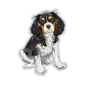 Preview: Digitaldruck Auto Aufkleber Cavalier King Charles Spaniel Hundeaufkleber Sticker DA515