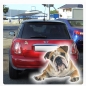 Preview: Autoaufkleber Englische Bulldogge Auto Aufkleber Sticker Digitaldruck DA2009