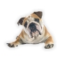 Preview: Autoaufkleber Englische Bulldogge Auto Aufkleber Sticker Digitaldruck DA2009
