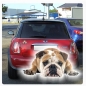 Preview: Englische Bulldogge Autoaufkleber Auto Aufkleber Sticker Digitaldruck DA2010