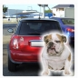 Preview: Autoaufkleber Englische Bulldogge Auto Aufkleber Sticker Digitaldruck DA2017