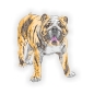 Preview: Englische Bulldogge Autoaufkleber Auto Aufkleber Sticker Digitaldruck DA2019