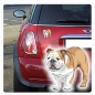 Preview: Englische Bulldogge Auto Aufkleber Hund Pfoten Sticker Digitaldruck DA520