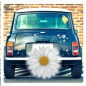 Preview: Margerite Blumen Auto Aufkleber Digitaldruck Blumenaufkleber DA018