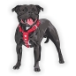 Preview: Autoaufkleber Staffordshire Bull Terrier Auto Aufkleber Hund Digitaldruck  DA411