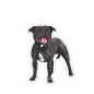 Preview: Auto Aufkleber Staffordshire Bull Terrier Hund Pfoten Sticker Digitaldruck DA524