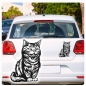 Preview: Tigerkatze Katze Kitty Auto Aufkleber Autoaufkleber Sticker Aufkleber A982