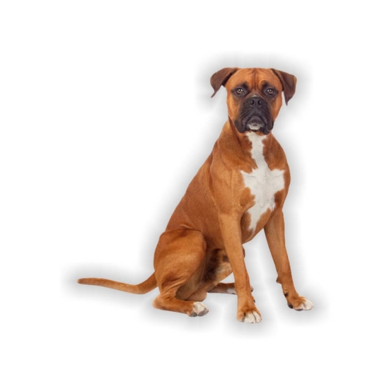 Autoaufkleber Boxer Hundeaufkleber Sticker Digitaldruck Auto Aufkleber DA016