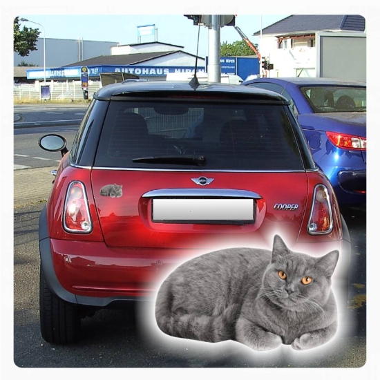 Autoaufkleber Britisch Kurzhaar grau Katze Kitty Sticker Digitaldruck DA054