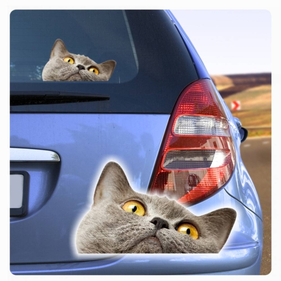 Digitaldruck Auto Aufkleber Britisch Kurzhaar blau Katze Katzenaufkleber Sticker DA041