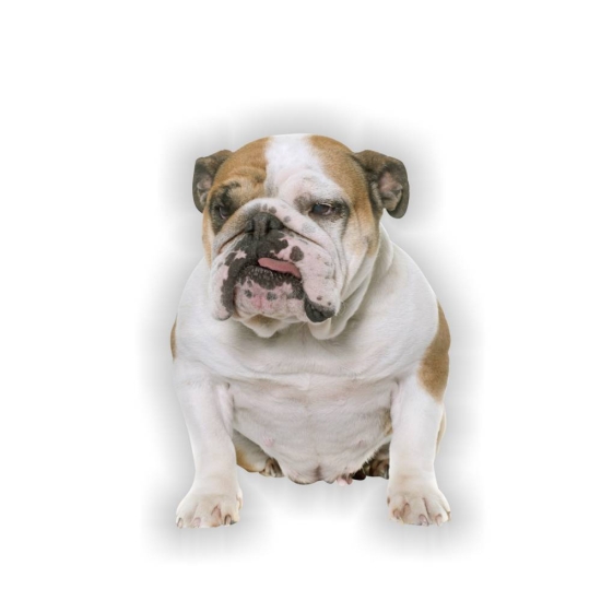 Autoaufkleber Englische Bulldogge Auto Aufkleber Sticker Digitaldruck DA2017