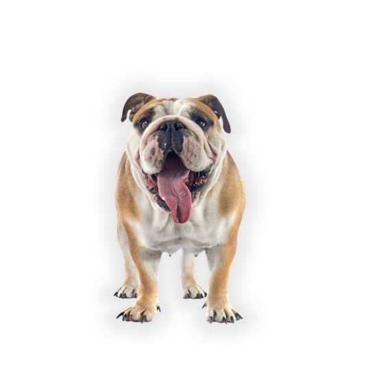 Englische Bulldogge Autoaufkleber Auto Aufkleber Sticker Digitaldruck DA2018