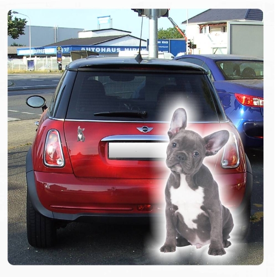 Autoaufkleber Französische Bulldogge Auto Aufkleber Digitaldruck Sticker DA2008