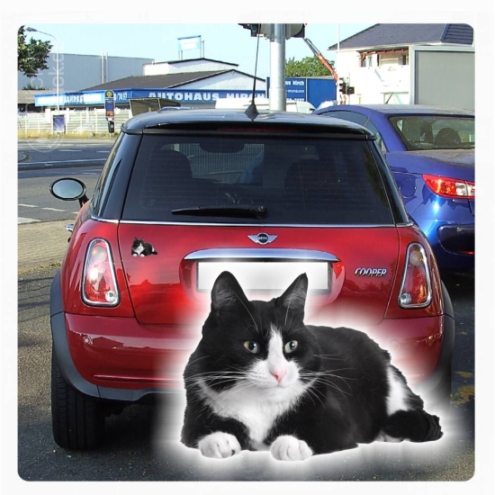 Autoaufkleber Katze Kätzchen Kitty Auto Aufkleber Sticker Digitaldruck DA2006
