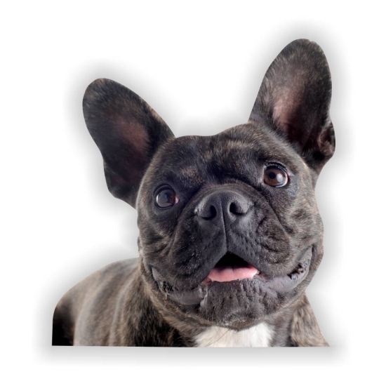 Mops Pug Auto Aufkleber Sticker Tattoo Digitaldruck DA2223