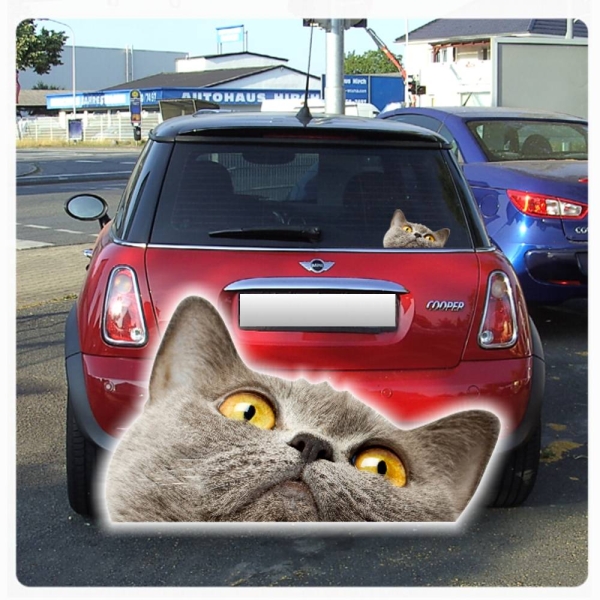 Digitaldruck Auto Aufkleber Britisch Kurzhaar blau Katze Katzenaufkleber Sticker DA041