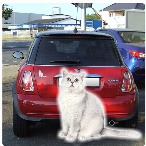 Britisch Kurzhaar weiß Katze Kätzchen Kitty Auto Aufkleber Sticker Digitaldruck DA046