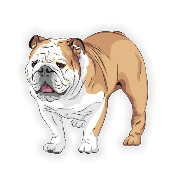 Englische Bulldogge Auto Aufkleber Hund Pfoten Sticker Digitaldruck DA520