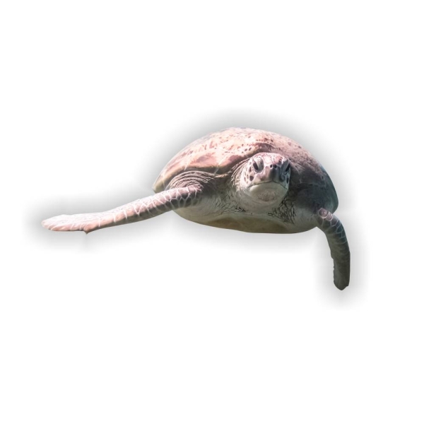 Schildkröte Turtle Seeschildkröte Wandtattoo Digitaldruck DW005